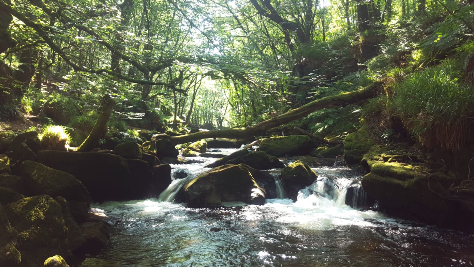Golitha Falls: Woodland Waterfalls on Bodmin Moor