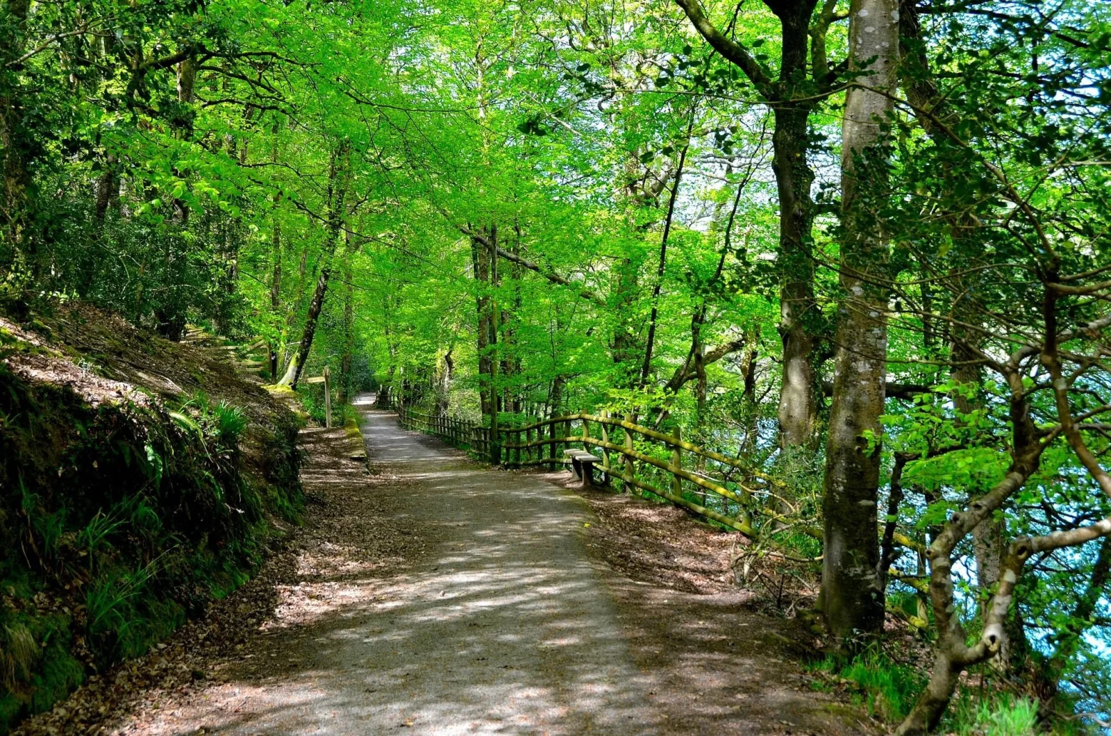 Kilminorth Woods, Looe: A Walk in Ancient Cornish Woodland